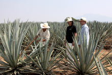 画像をギャラリービューアに読み込む, カサノブレ アニェホ ハーフボトル 375ml (100% アガベ テキーラ) 【セール品!20%OFF!】